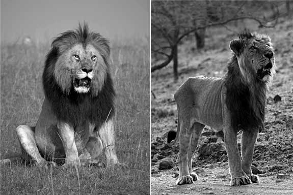 Bottom Left The African lion - black-maned lions - were probably always imported for bleeding. In Gujarat, it was called 'ootia bagh' or 'camel-coloured tiger', revealing a lack of tradition. Bottom right An old and hungry Gir Lion. Nearly two dozen doctorates have been written about what must surely be the most docile park of lions in the world and their habitat.