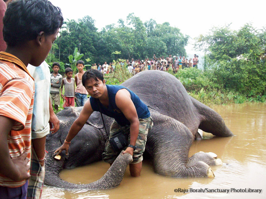 When he isn't mitigating volatile human-wildlife conflict situations in the Karbi-Anglong hills, Dulu Bora is rescuing trapped and stranded wild animals. Over the years he has saved every type of creature, ranging from leopards to elephants to king cobras.