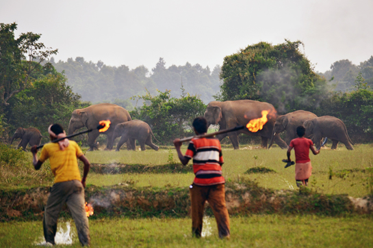 A hulla party comprising mobs of men brandishing oil-soaked, burning gunny sacks tied to wooden sticks and metal rods is photographed chasing a herd of elephants in Bankura, West Bengal. Elephants that venture out of desired areas have these lit gunny bags flung at them and are harassed in unregulated scenes of complete chaos.