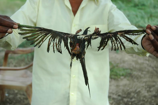 The skeletal remains of a bird were found in the stomach of catfish, revealing the severe threat they pose to Keoladeo, a bird haven.