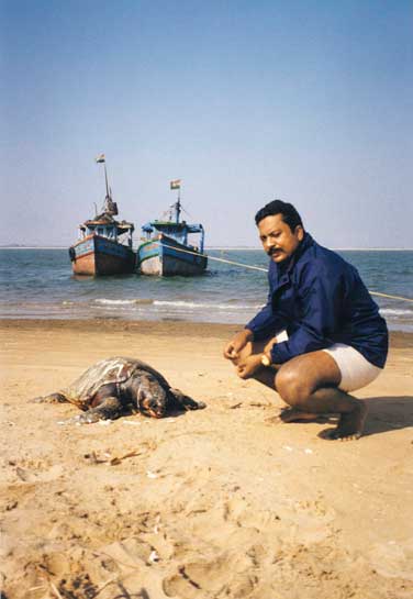 Biswajit Mohanty has been working to defend Orissa's wildlife for almost a decade. As coordinator of Operation Kachhapa, he has been involved with the effort to protect olive ridley sea turtles from death at the hands of trawlers. Biswajit Mohanty has been working to defend Orissa's wildlife for almost a decade. As coordinator of Operation Kachhapa, he has been involved with the effort to protect olive ridley sea turtles from death at the hands of trawlers.