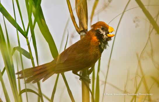 Black-breasted Parrotbill