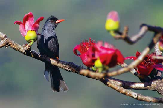 Black Bulbul