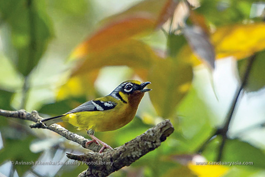 Common, but striking, a Black-eared Shrike-babbler calls out from its perch.