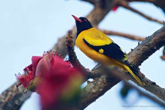 Black-headed Oriole