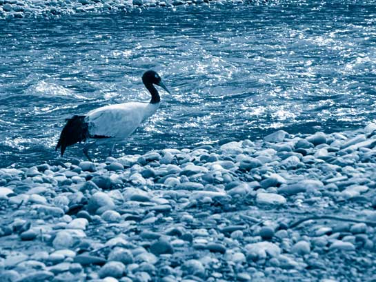 The Pangchen valley in the Tawang district of Arunachal Pradesh is an important wintering ground of the &acirc;Vulnerable' Black-necked Crane. The site is threatened by the proposed 780 MW Nyamjang chhu hydroelectric project.