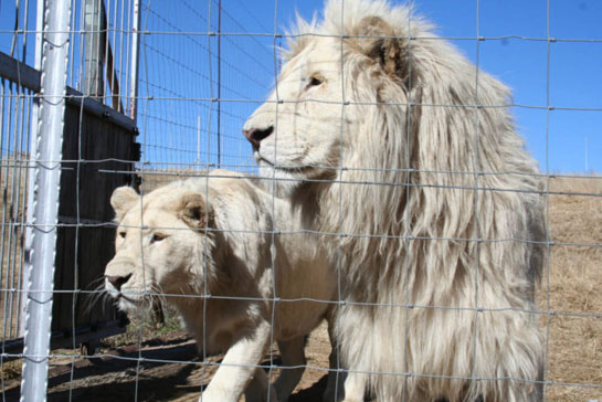 Captive-bred lions in South Africa