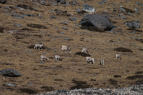 Blue sheep or the &acirc;bharals'