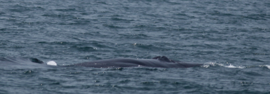 The mother blue whale surfaces briefly.