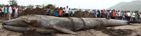 Despite the social media outrage, the efforts of the authorities, the local fishermen and the volunteers from the local disaster management squads to save this stranded, young blue whale were commendable.