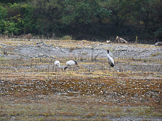 This pair of Black-necked Cranes, with a juvenile in tow, were photographed on the project site.