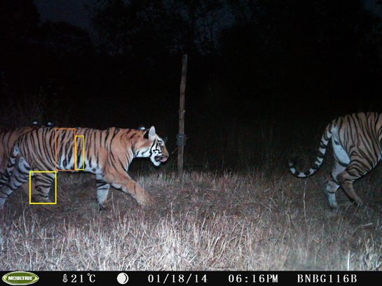 The tigress was first captured on camera-trap, along with her family, as a cub in the Bor Tiger Reserve.