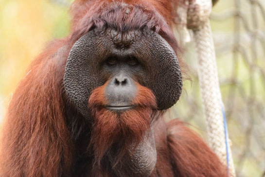 A flanged Bornean orangutan male.