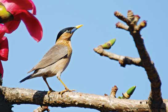 Brahminy Myna