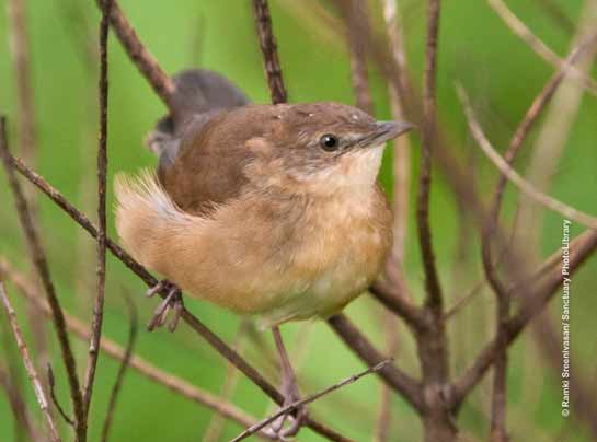 Broad-tailed Grassbird