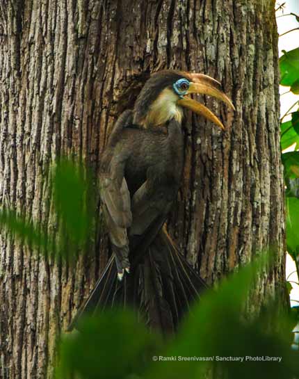 Austen's Brown Hornbill