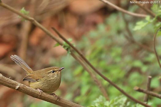 Brownish flanked bush warbler