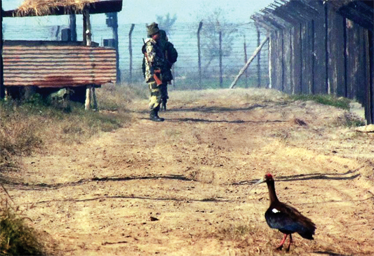 An Indian Black Ibis gives company to members of India's Border Security Force.