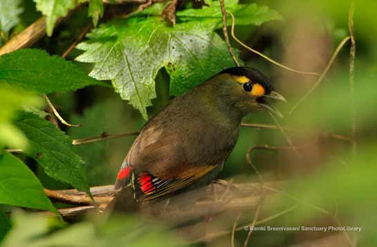 Bugun Liocichla