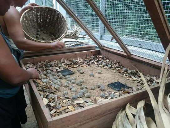 Burmese star tortoise babies in pen