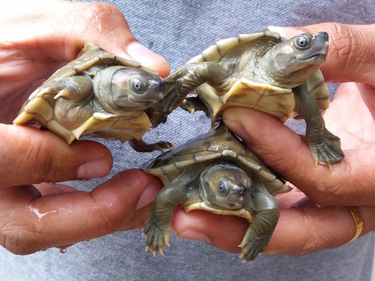 Burmese-roofed turtle hatchlings