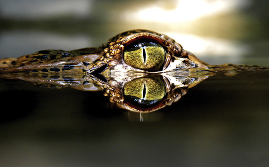 India's largest freshwater predator is an unlikely survivor in central Gujarat's densely-populated Charotar region, which is dominated by agricultural fields.