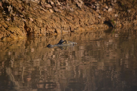 A caiman lies partially submerged in the river.