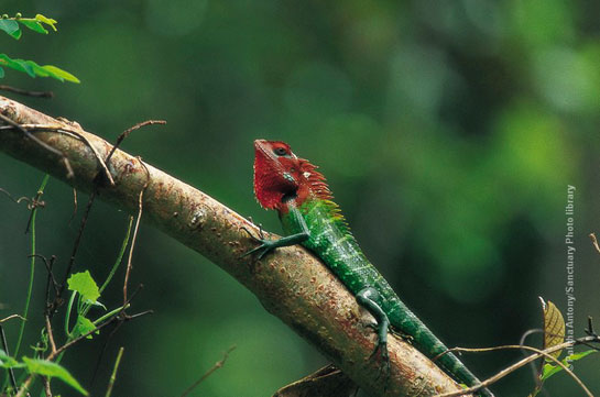 Calotes at Sinharaja