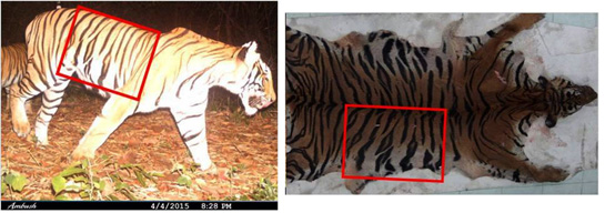 Camera trap photo helped id the poached tiger by its unique stripe pattern which showed the tiger came from Huai Kha Khaeng (HKK) Wildlife Sanctuary.