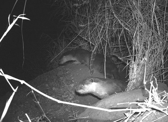 These smooth-coated otter individuals were caught emerging from their post-natal den along the banks of the Cauvery on camera-trap.