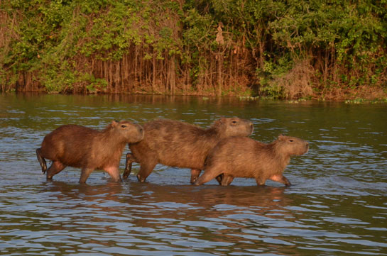 A capybara family wades through the waters.