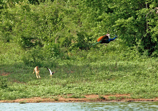 The author was in the forests of Udawalawe in Sri Lanka when he watched an agile jungle cat leap out of the grass and land between a peafowl and a Red-wattled Lapwing.