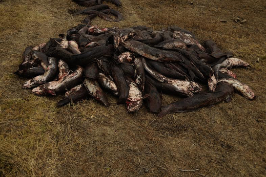 Piles of invasive African catfish removed and left on the grounds of the park to be eaten by scavengers.