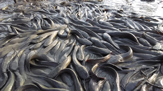 Catfish infestation in Keoladeo National Park.