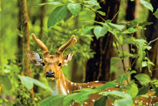Despite the lows the forest has seen over the years, today it boasts of a healthy prey base and a good population of leopards. But the threat of gold mining projects looms large over the park.