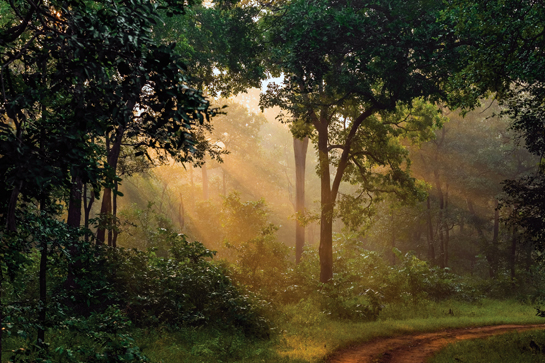 The rich biodiversity of the Central Indian landscape is now largely confined to the 244.66 sq. km. Barnawapara Wildlife Sanctuary.  A century ago, this habitat stretched farther and wider, and supported thriving populations of wild buffaloes, tigers, and barasingha. Re-building these dwindled populations will need political, social and financial will.