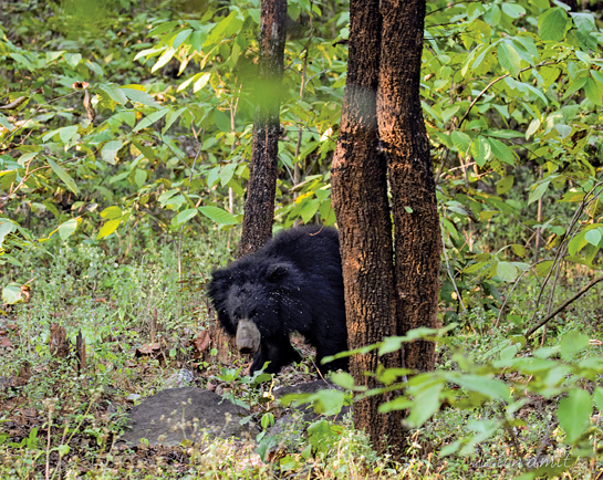 The sloth bear is one of the park's star attractions. Once sparsely dispersed in the 1970s, their numbers have risen to the point where villagers call them a &acirc;nuisance'!