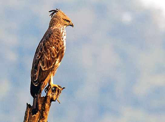 Handsome members of the raptor family, Changeable Hawk-eagles are so named after their varying colour morphs in some sub-species. Mating pairs will occupy the same territory but prefer not to hunt together.