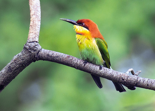 The Chestnut-headed Bee-eater is a gregarious little passerine that nests in colonies along sandbanks, building deep tunnels in which the female safely lays her eggs.