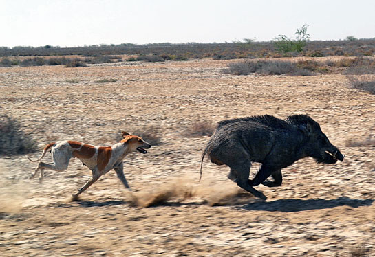 The authors' study reveals that dogs are an emerging threat for a range of wildlife in India, especially mammals such as this wild pig.