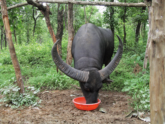 The Asiatic wild buffalo's horns may spread as much as two metres, exceeding the largest of any other living bovid. Seen here is Chhotu, an alpha male, chowing down his feed at the rescue centre.
