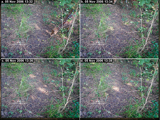 Camera-traps were used innovatively to establish concrete evidence of deer feeding on amla fruit.