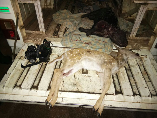 Carcasses of chital and porcupine recovered from the site