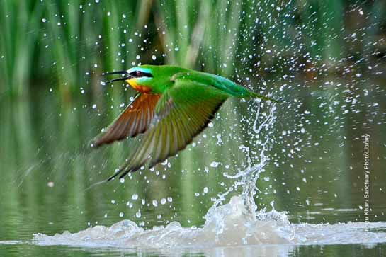 Blue-cheeked Bee Eater
