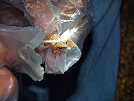 One of the objectives of the study was to develop a non-destructive sample-collection method.
