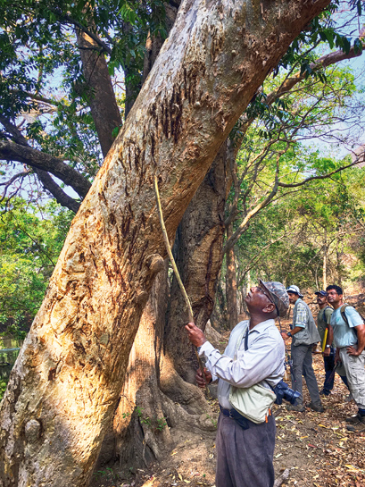 The author points to the claw marks of a tiger at a staggering three metres above the ground on an Arjuna tree.