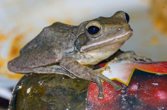 The common tree frog comes in a variety of colours including brown, yellow, grey or white.