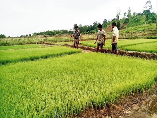 Community paddy fields provide the villagers of Ram Terang a measure of self-sufficiency.