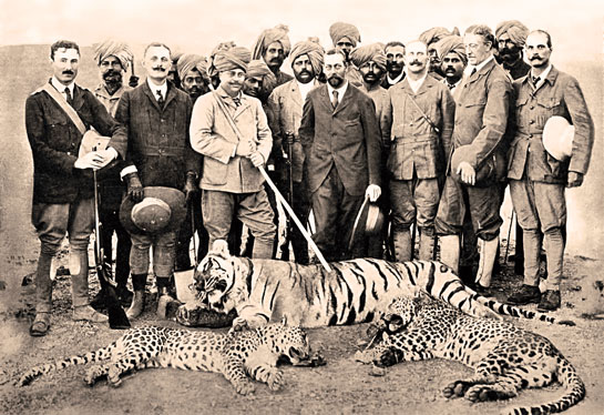 In the 19th and early 20th century, it was accepted practice for officers of the British administration, the landed gentry, and royalty in India to go out on tiger shoots. Seen here is the Prince of Wales' bag of a tiger and two leopards as the guest of the Maharaja of Gwalior. c. 1900.