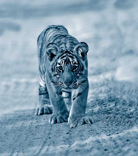 Tiger cubs remain with their mothers for at least two or three years before dispersing to find their own territories. 